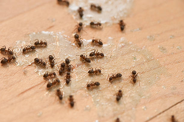 Professional Pest Control in Three Lakes, WA