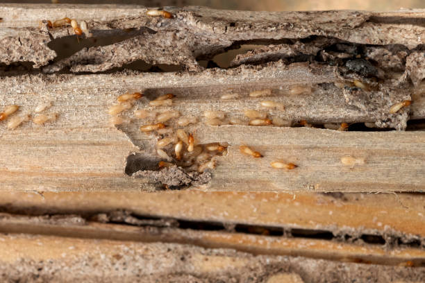 Best Cockroach Control Services  in Three Lakes, WA